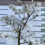 Okrasná jabloň (Malus) ´EVERESTE´ výška: 200-250 cm, obvod kmeňa 6/8 cm, kont. C18L